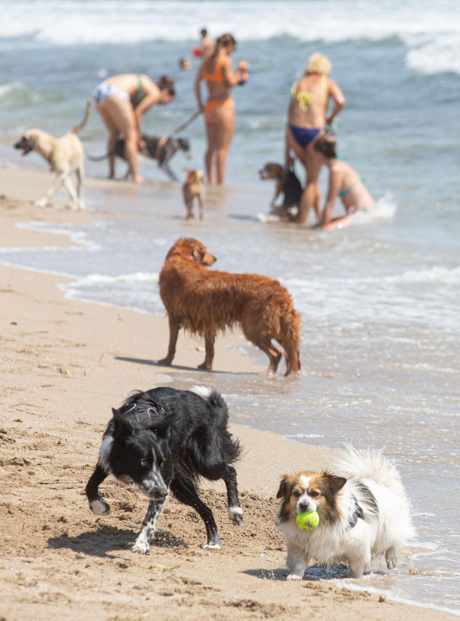 Aguamarga, una playa de perros