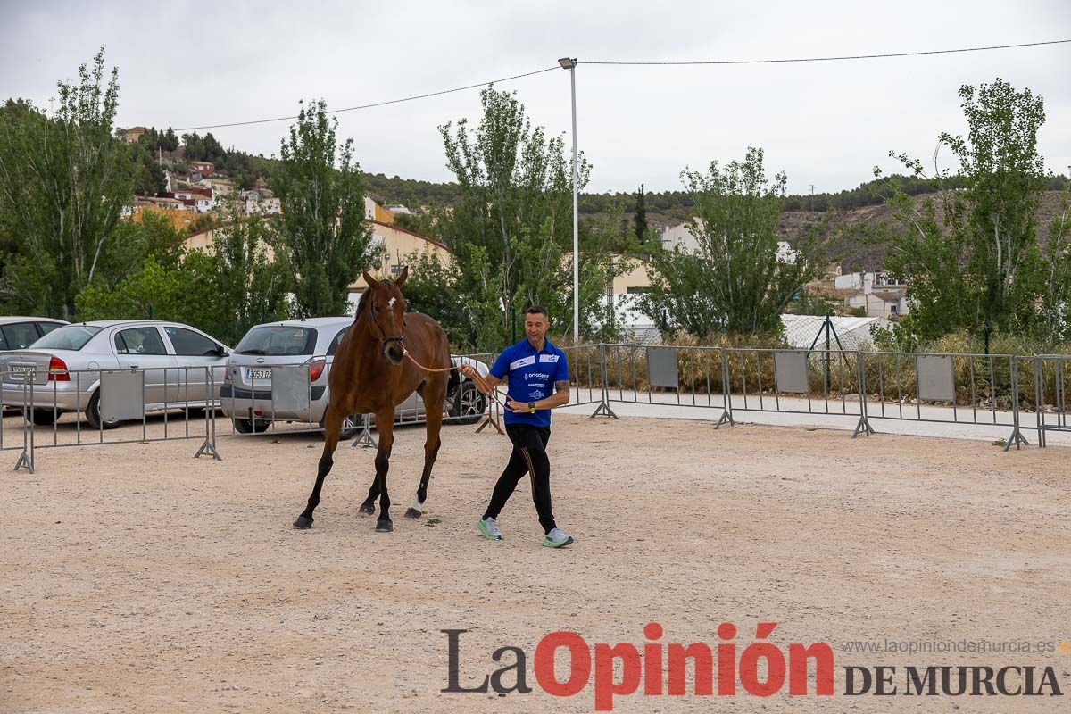 Control veterinario de los Caballos del Vino en Caravaca