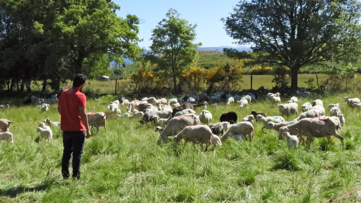 Xoán entra en el rebaño con las ovejas en la explotación de Vilariño de Conso. //FERNANDO CASANOVA