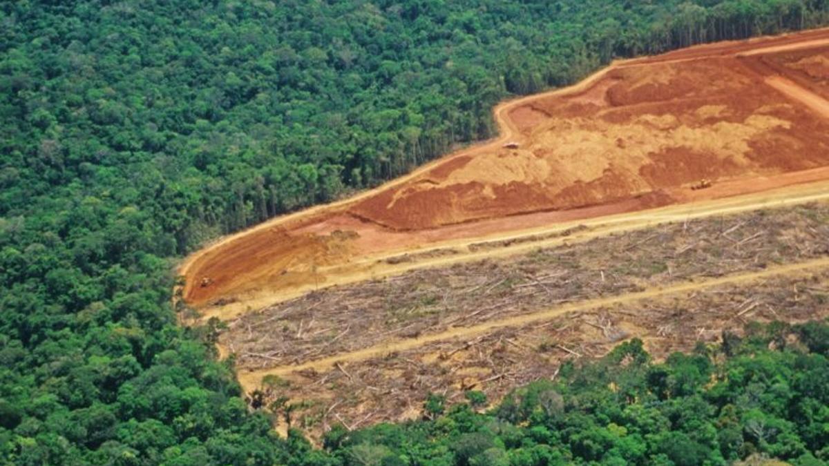 El Amazonas perdió dos campos de fútbol de selva cada minuto en 2020