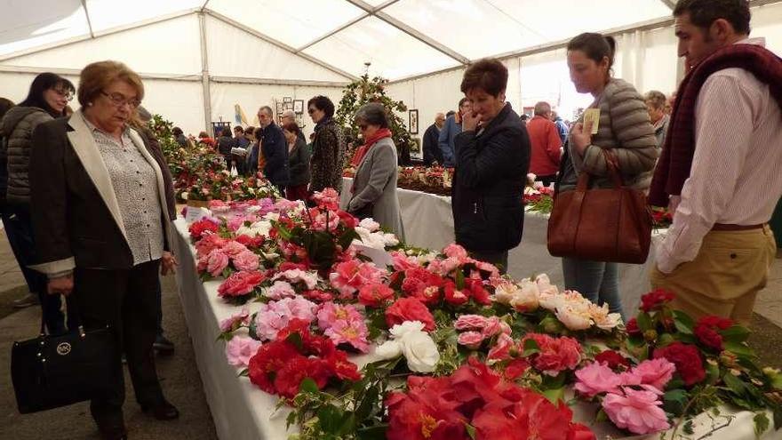 Los visitantes admiran las camelias expuestas.