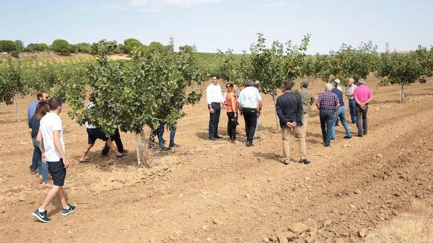 Visita de la delegada del Gobierno en Castilla y León, Virginia Barcones, a una explotación pistachera local.