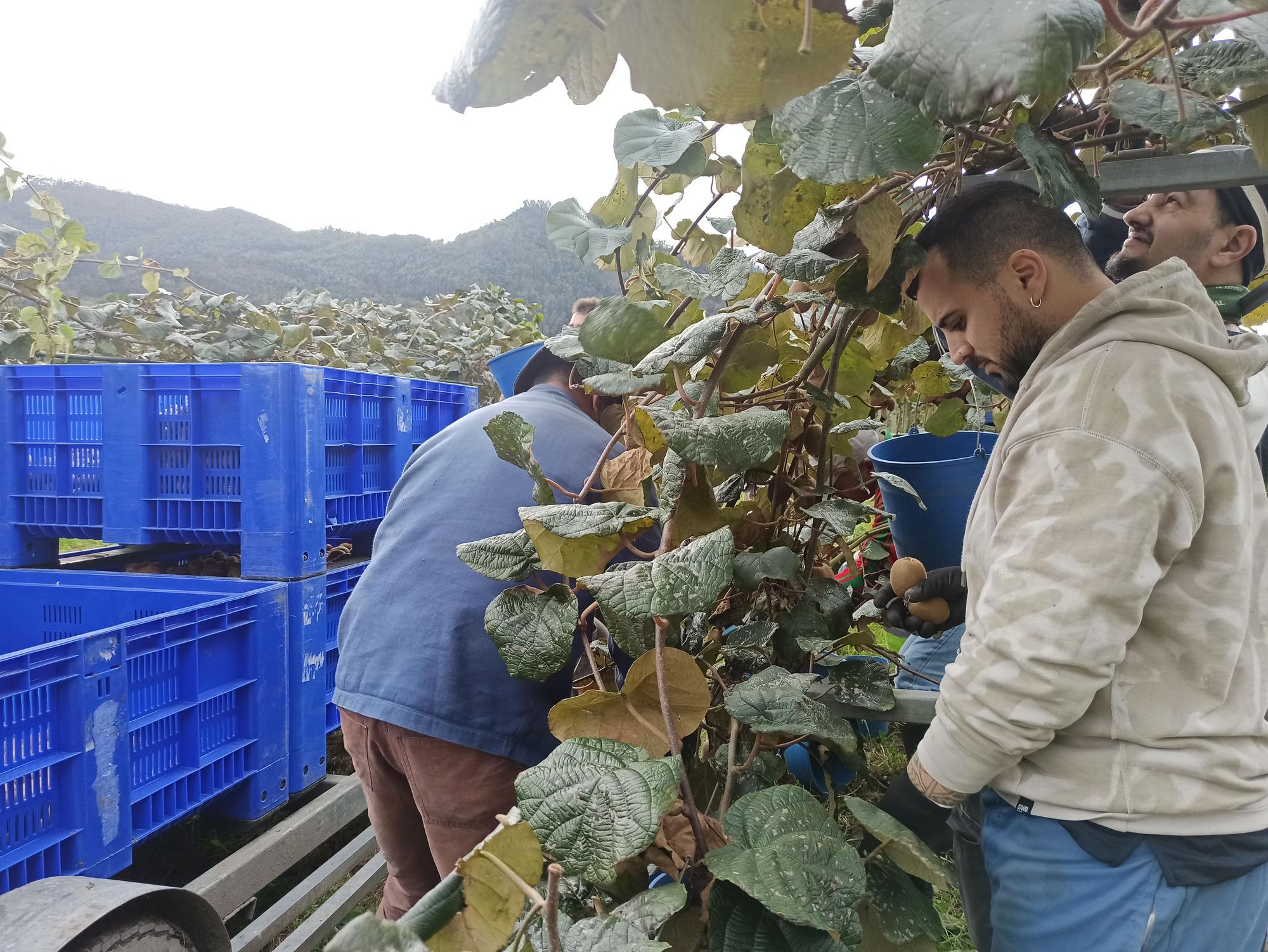 EN IMÁGENES: Inicio de la cosecha de kiwis en Pravia
