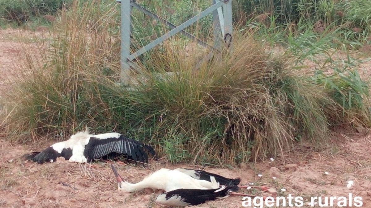 Cigüeñas muertas al pie de una torre eléctrica en Navàs (Bages).