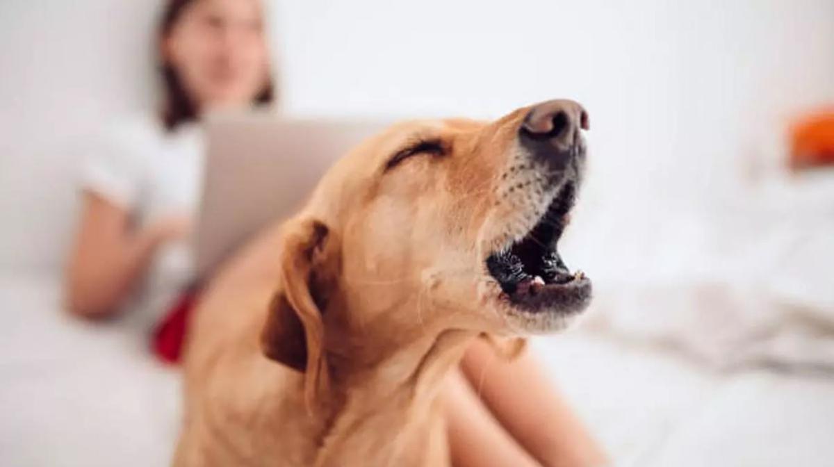 ¿Qué hacer si el perro de tu vecino no deja de ladrar?