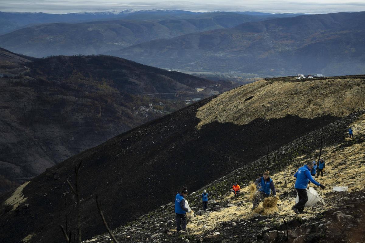 Una inmensidad de territorio afectado por el gran incendio de agosto, con Pena Trevinca, nevada, al fondo.
