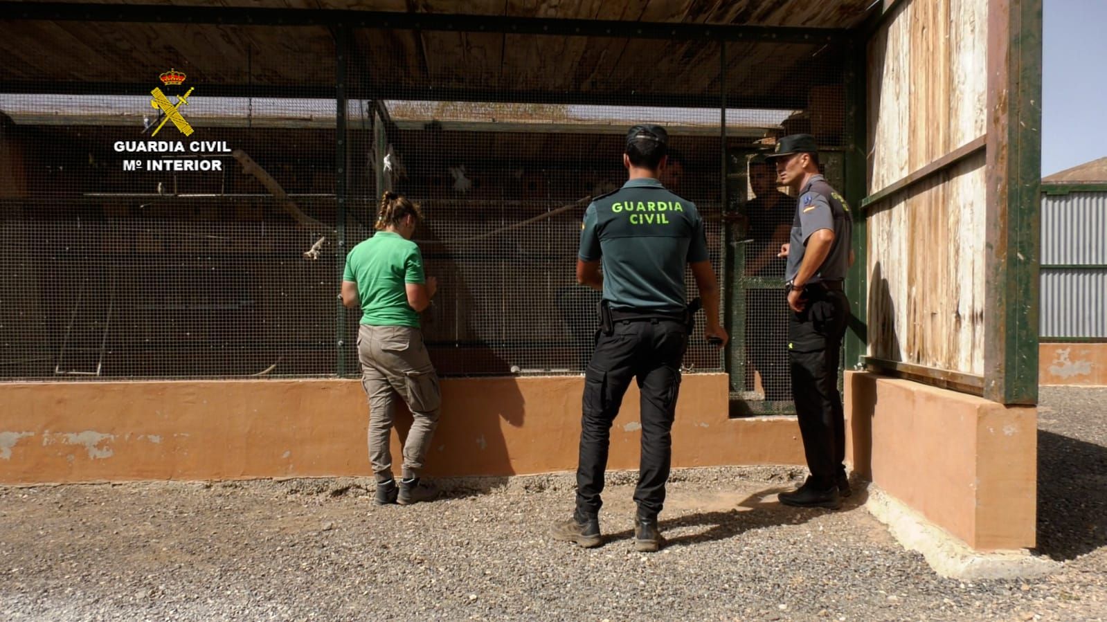 Incautadas 20 aves exóticas y 18 invasoras en Fuerteventura