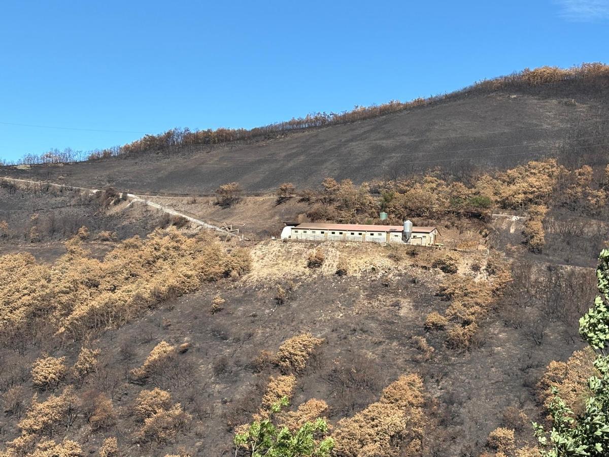 La nave ganadera de Ángel Berdasco rodeada por monte calcinado, tras el incendio de agosto.