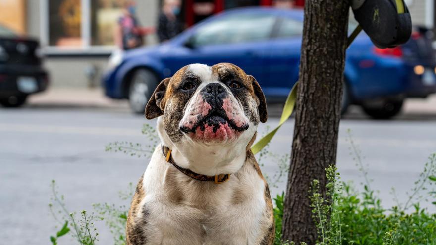 Las dudas sobre la ley de bienestar animal: ¿Puedo dejar atado a mi perro a la puerta del supermercado?