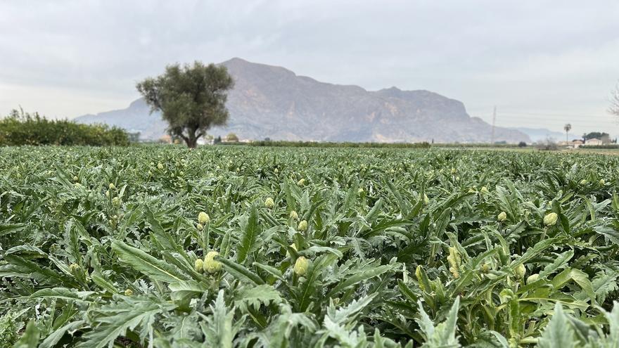 La UMH crea una cátedra de agricultura de precisión