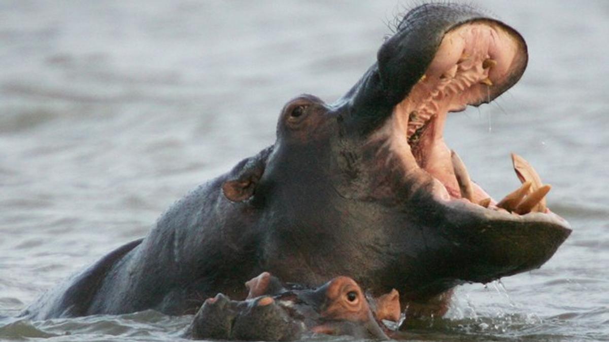 Dos hipopótamos nadando en el estuario de Santa Lucía, a unos 200 km al norte de la ciudad Durban, en Sudáfrica