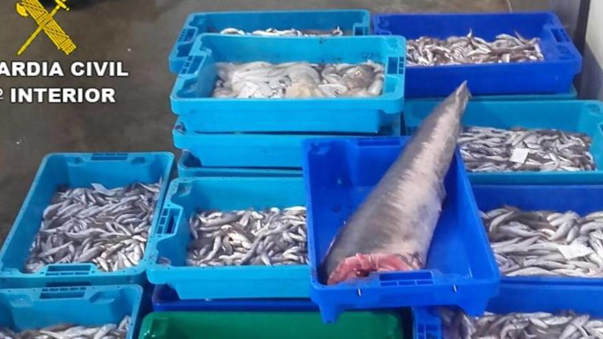 Intervenidos más de 200 kilos de pescado ilegal en las lonjas de Altea y Moraira