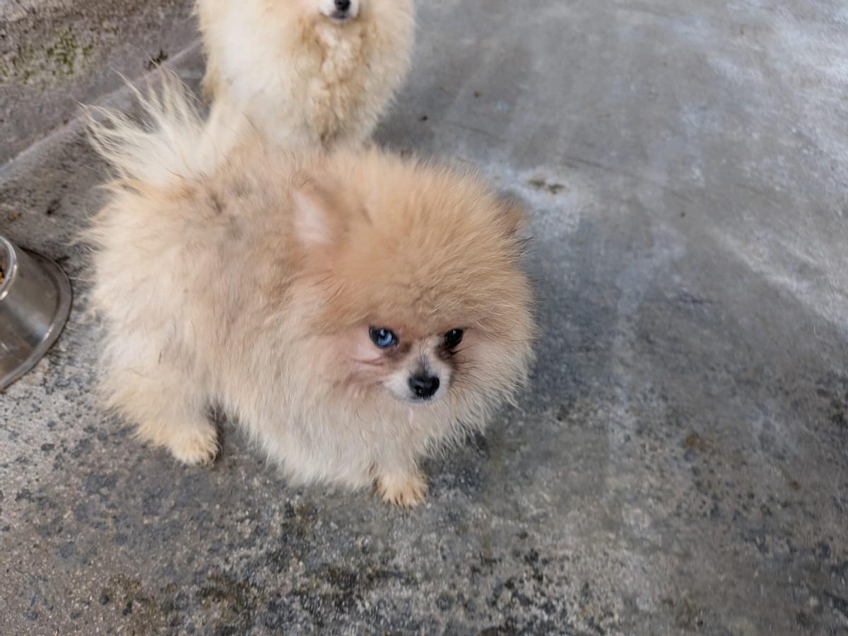 La evolución de los perros incautados en un criadero de Gijón, en imágenes La evolución de los perros incautados en un criadero de Gijón, en imágenes
