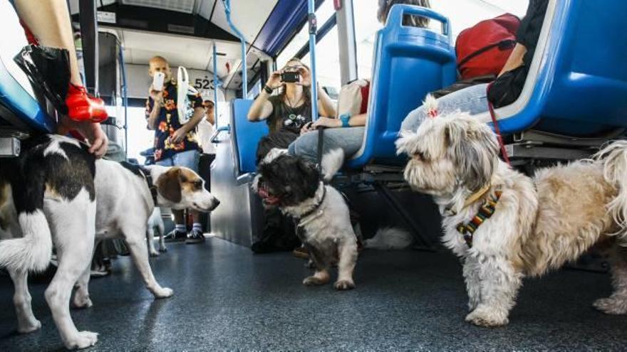 Varios perros junto con sus dueños en un trayecto experimental del «Bus Can» de ayer.