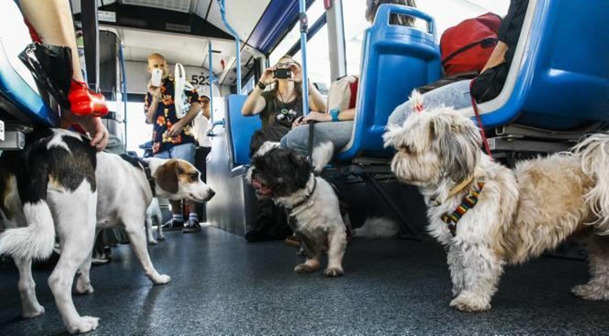Varios perros junto con sus dueños en un trayecto experimental del «Bus Can» de ayer.