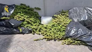 Descubren una plantación de marihuana en Almassora por el olor: alertaron desde un centro educativo