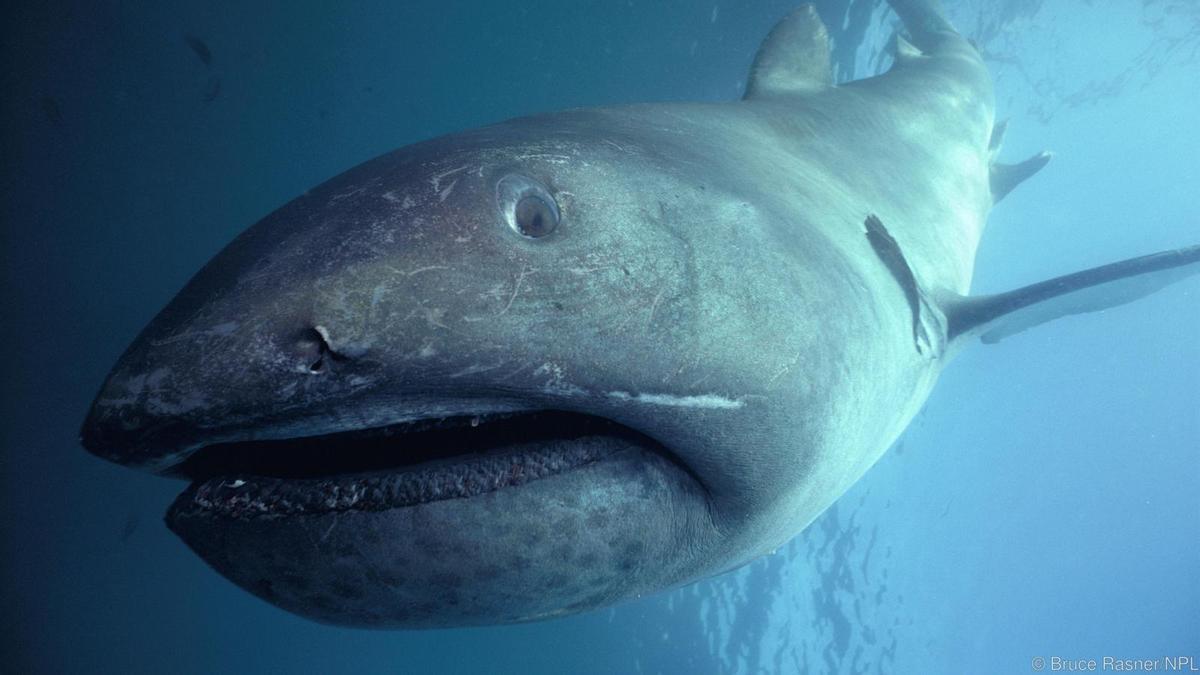 Ejemplar de tiburón de boca ancha, como los dos grabados juntos por primera vez