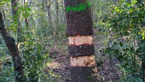 Provocar la mort d’arbres per salvar els boscos centenaris: Catalunya assaja un projecte pioner