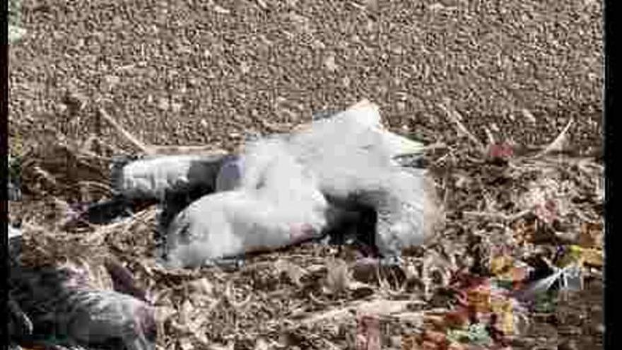 El embalse que mata a las gaviotas: otras 30 aves muertas en Vilagudín que se suman a los cientos que fallecieron en los últimos años
