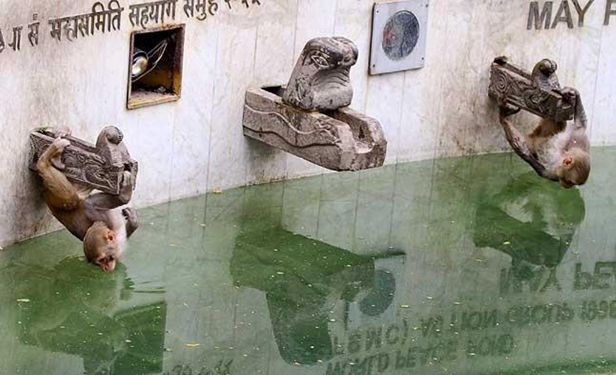 Dos macacos es pengen en unes aixetes seques de pedra per intentar beure aigua a l’Estany de la Pau al temple de Swayambhunath, a Kàtmandu, la capital del Nepal. Els habitants d’aquest país han experimentat escassetat d’aigua durant la temporada seca.