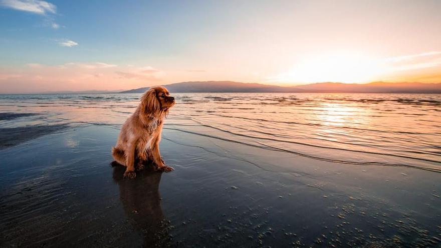 El Concello promete cuatro playas caninas para 2018. // Pexels