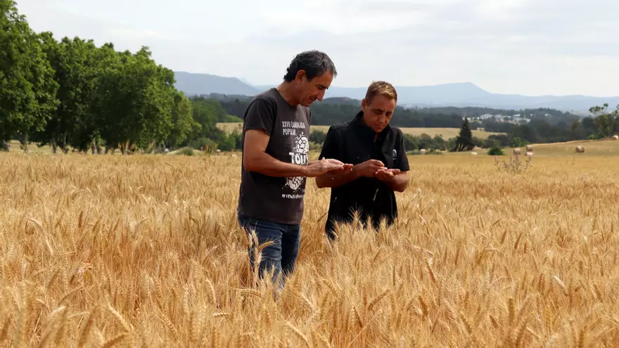 Els pagesos de la Catalunya Central preveuen una campanya del cereal "molt bona"