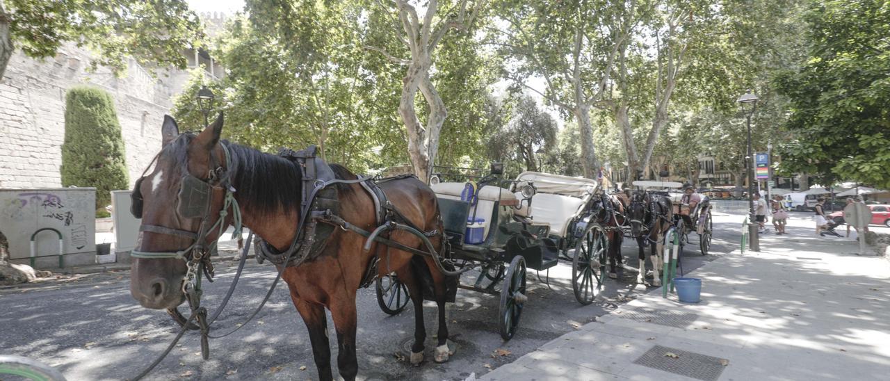 Una de las galeras situada en el centro de Palma