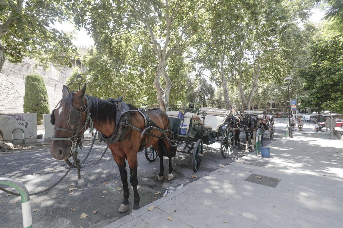 Una de las galeras situada en el centro de Palma