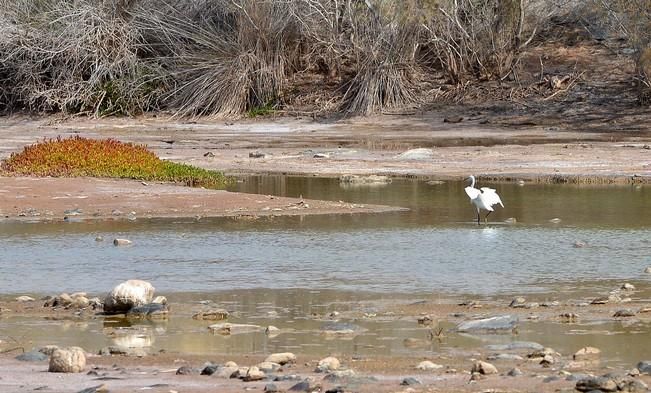 GARZA ÁNADE TORTUGA SUELTA CHARCA MASPALOMAS