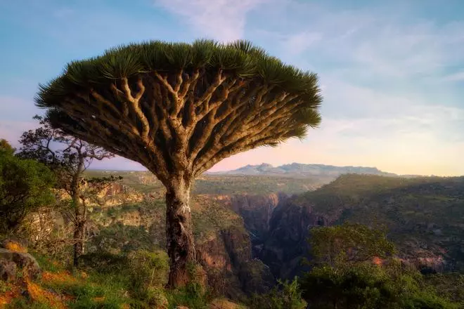 Socotra, el inexplorado territorio que parece de otro planeta