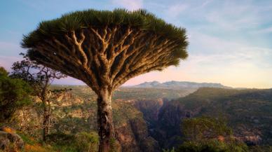 Socotra, el inexplorado territorio que parece de otro planeta