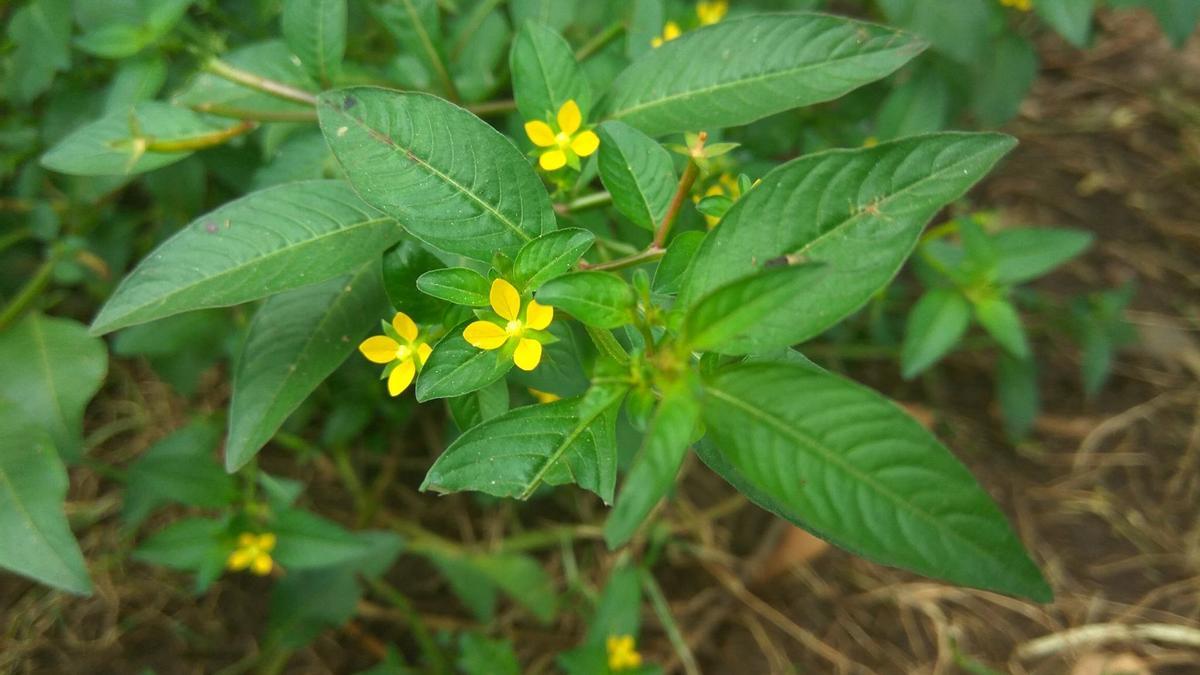 Existen varias especies de duraznillo