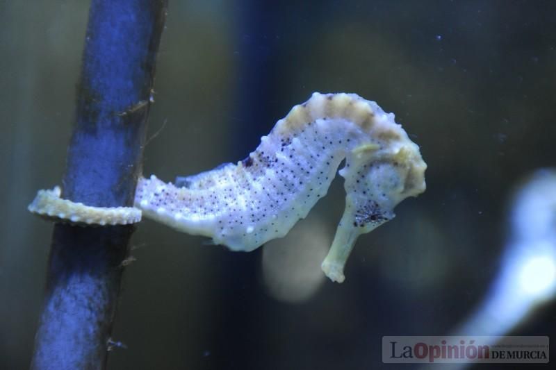 El acuario de la UMU albergará las especies emblemáticas del Mar Menor