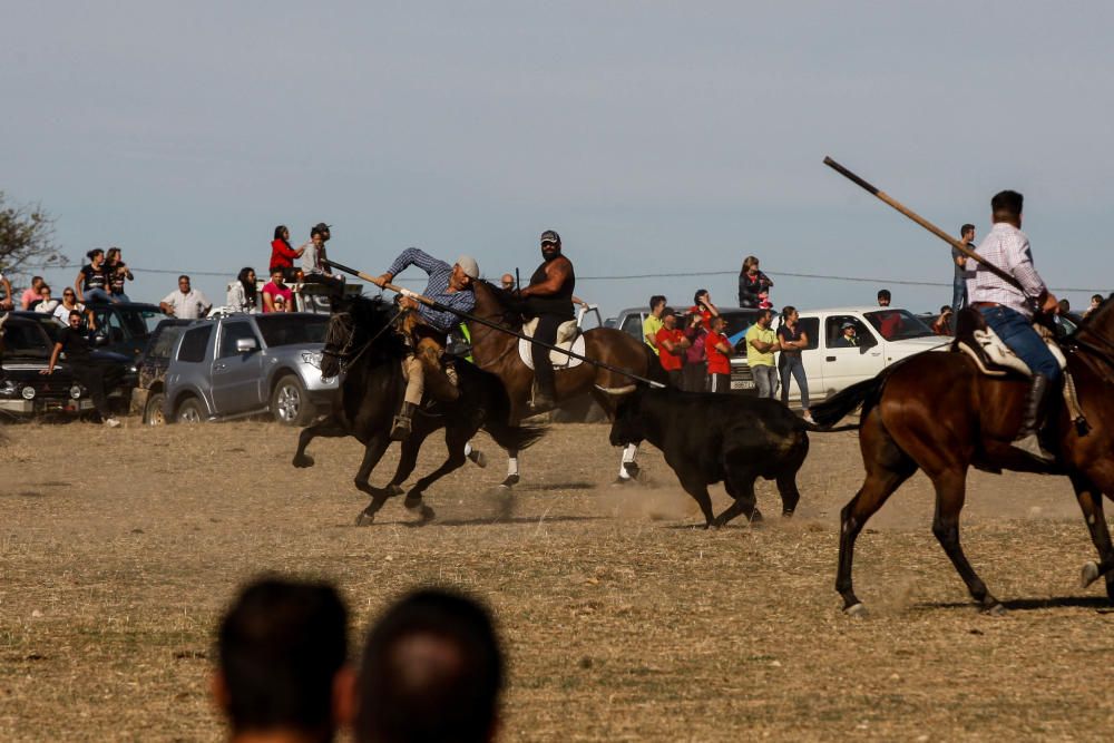 Encierro campero Pereruela