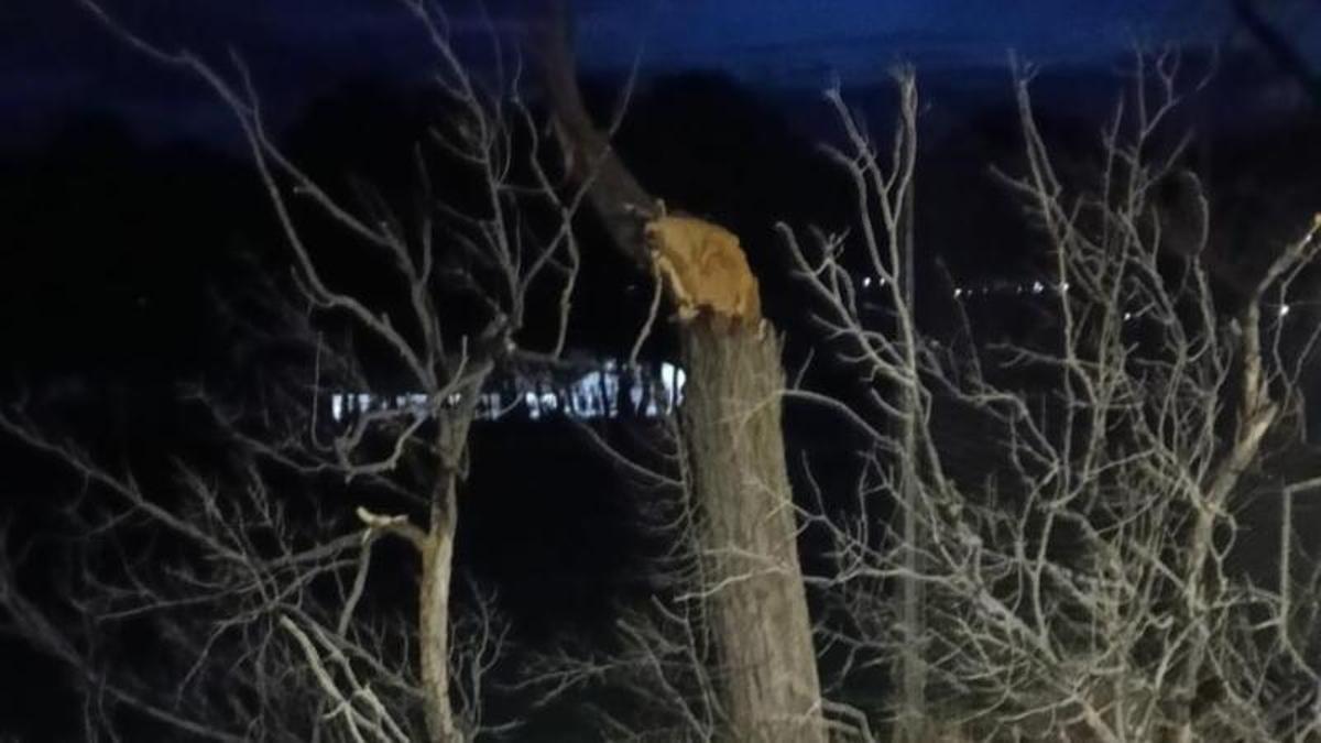 Un árbol roto en Villena
