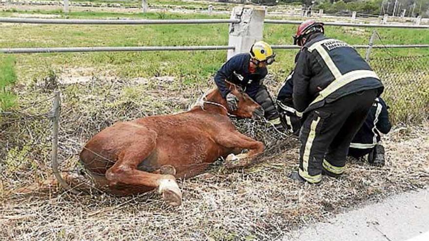 Varios bomberos, con el caballo.