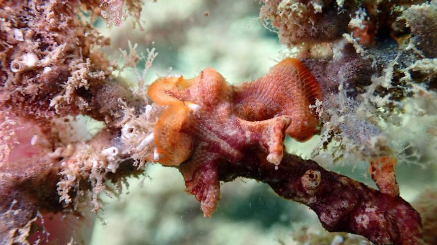 Biodiversidad tecnológica en el mar de Puerto Banús