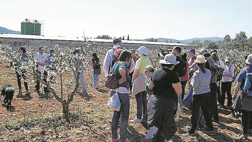 TOUR DE LA CEREZA EN FLOR POR LOS CAMPOS DE cultivo