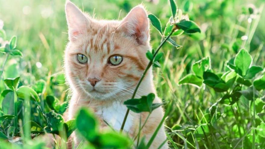 El gato más feliz del mundo