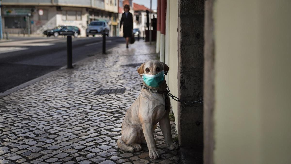 zentauroepp52736146 amadora  portugal   11 03 2020   a porcelain dog with a prot200312194909