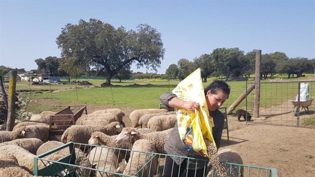 Explotación agraria extremeña.