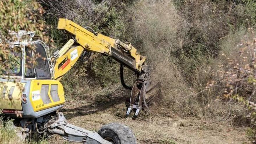 Operarios de Tragsa trituran árboles afectados por la «Xylella» en Guadalest.