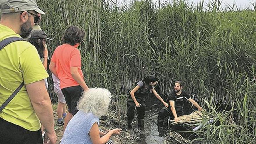 El 21 de juny comença el voluntariat de seguiment de tortugues al Prat