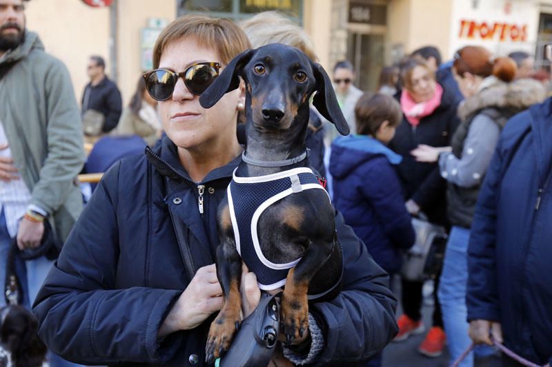 Fiesta de Sant Antoni en la ciudad de València