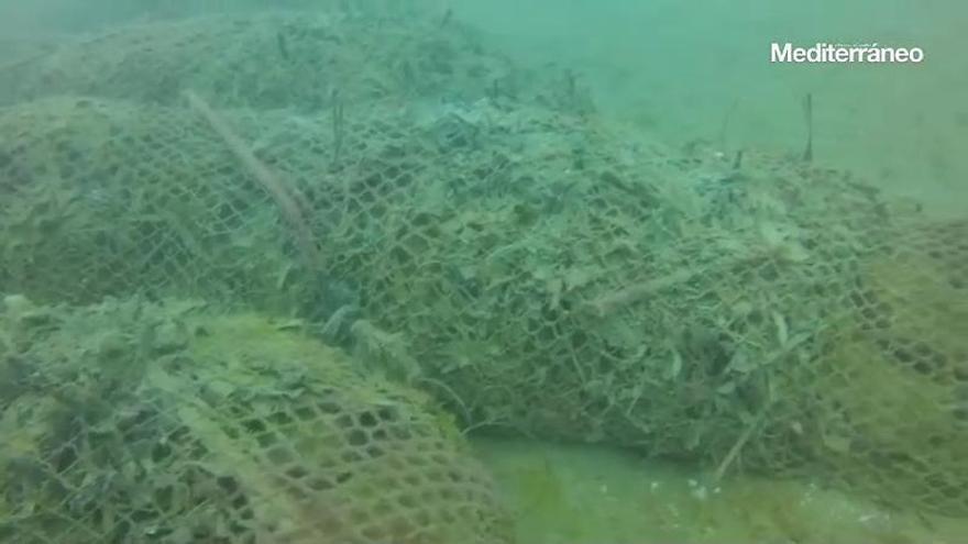 Vídeo: Así es la 'plantación' de posidonia que se está cultivando en Alcossebre