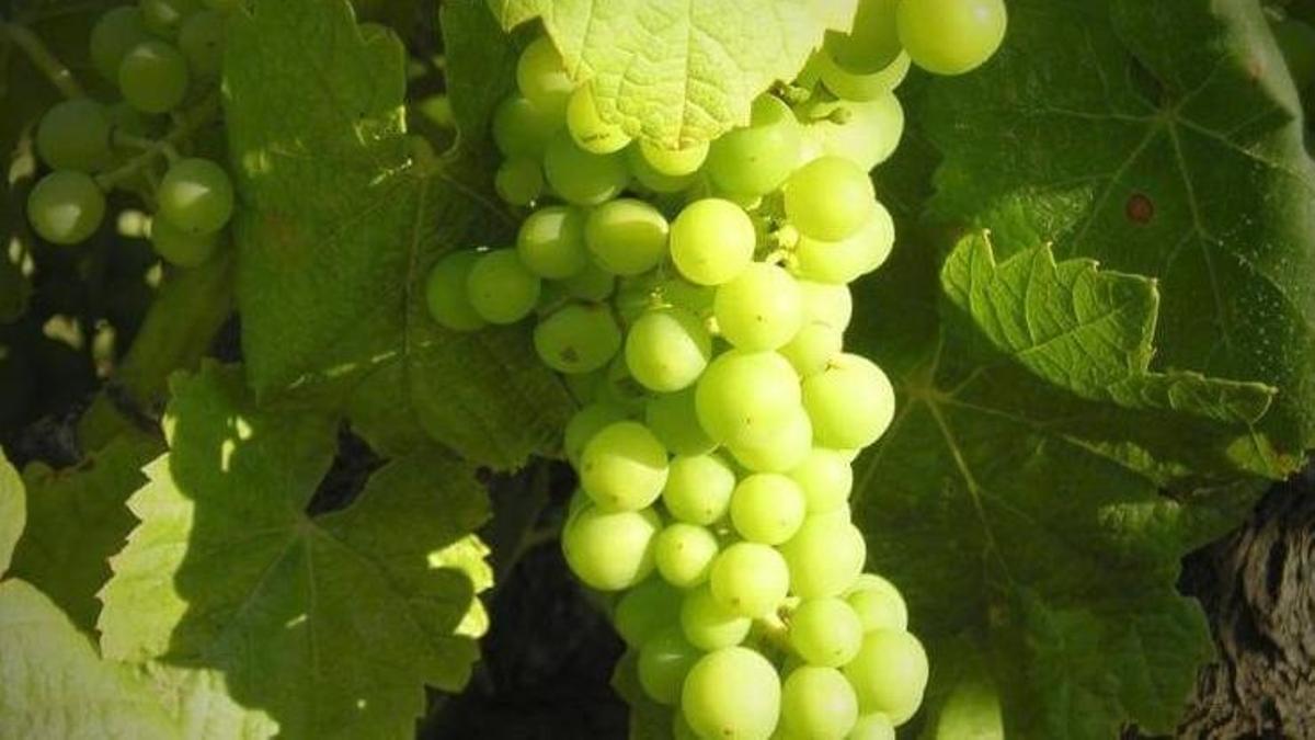 Uva de la Denominación de Origen Monterrei