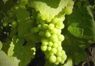 La Denominación de Origen Monterrei cuadriplica su producción de vino en una década hasta superar los ocho millones de litros