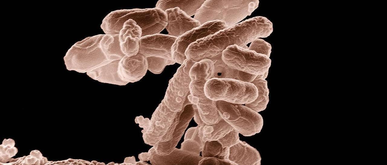 Micrografía electrónica de un cúmulo de bacterias E. coli ampliado cien mil veces. Cada cilindro redondeado es un individuo