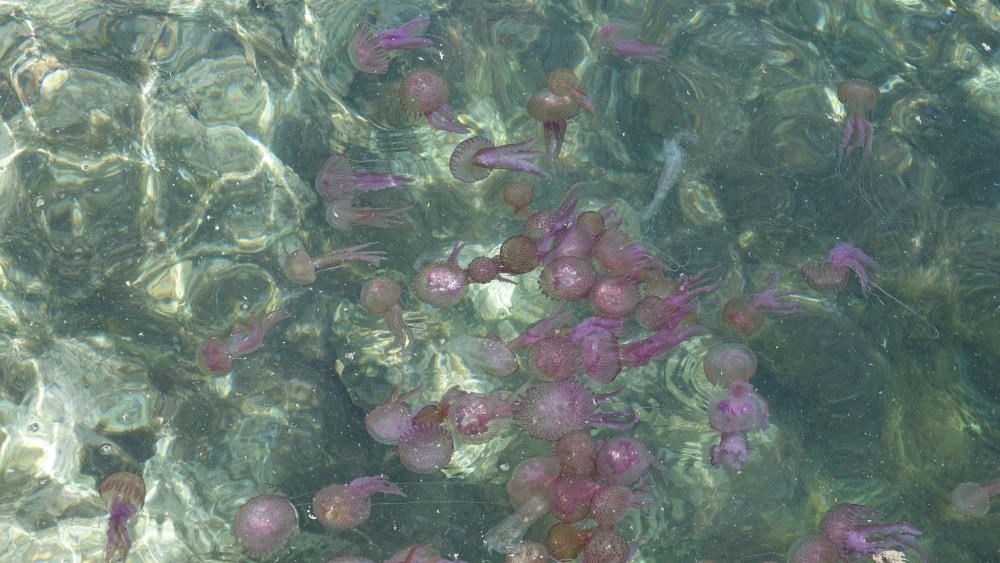 Las medusas invaden la costa de Cala Vinyes