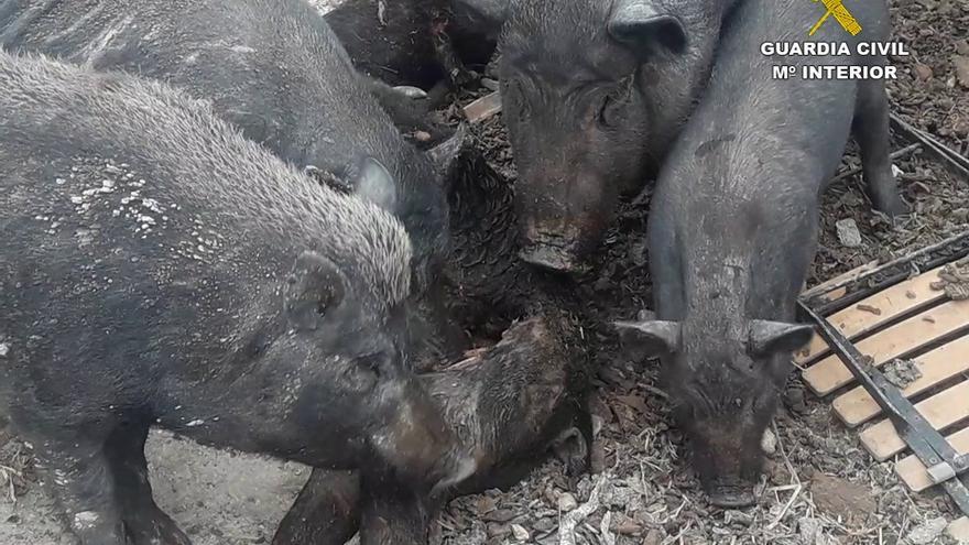 La Guardia Civil solicita la inhabilitación para la tenencia de animales a la propietaria de la &quot;finca de los horrores&quot; de La Torre de les Maçanes